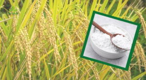 Organic Rice Flour Exporters in India